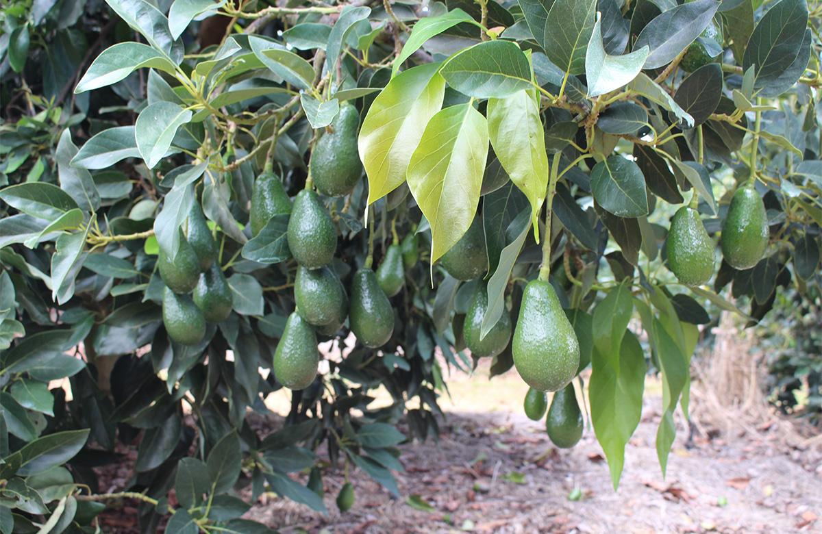 Avocados on the tree at Rocky Creek Orchard