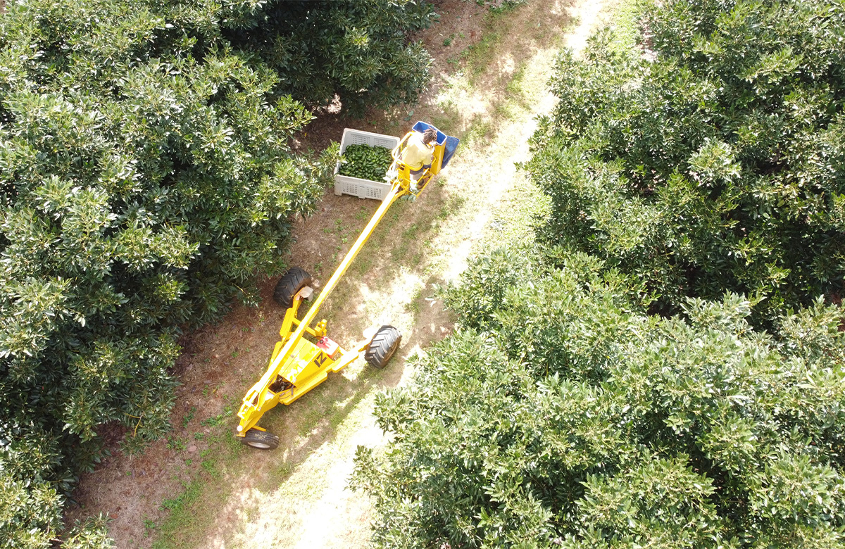Harvesting at Rocky Creek Orchard