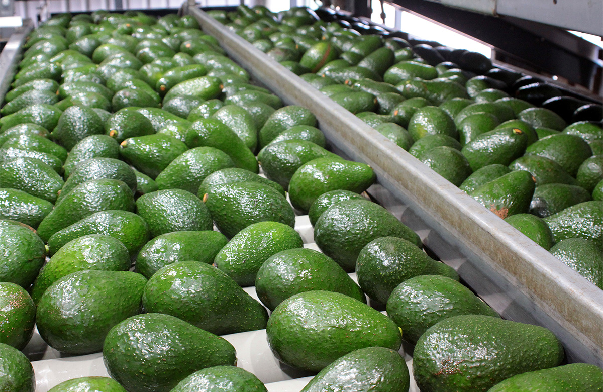 Avocados ready to go to market