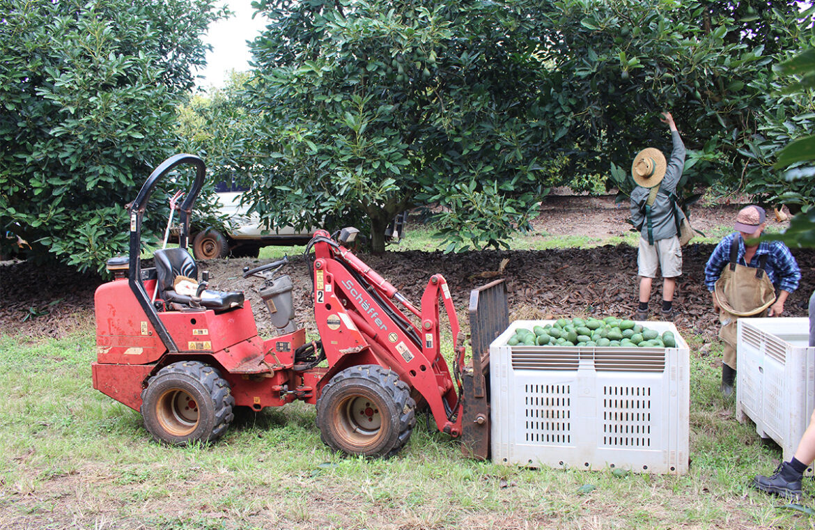 Workers harvesting avocados at Rocky Creek Orchard