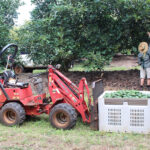 Workers harvesting avocados at Rocky Creek Orchard