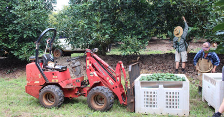 Workers harvesting avocados at Rocky Creek Orchard