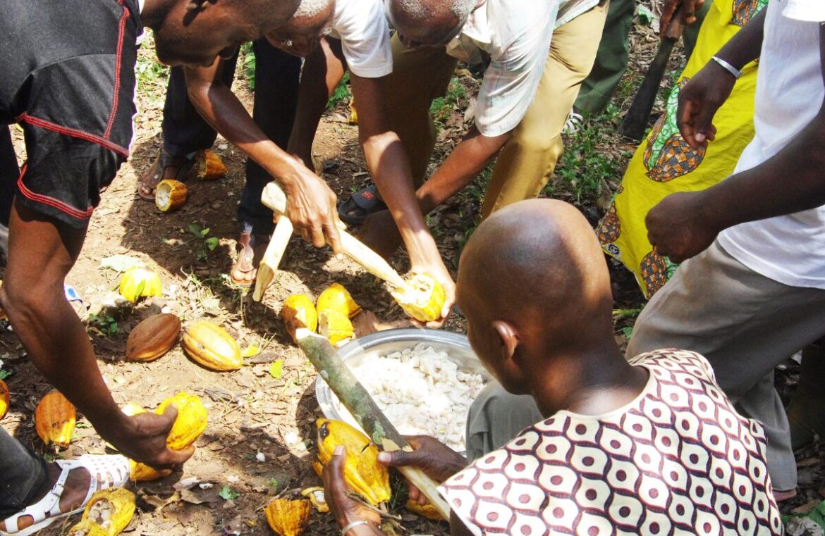 The 2026 Sustainable Chocolate Scorecard has been released. Pictured is a group of men kneeling on the ground while opening cocoa pods.