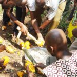 The 2026 Sustainable Chocolate Scorecard has been released. Pictured is a group of men kneeling on the ground while opening cocoa pods.