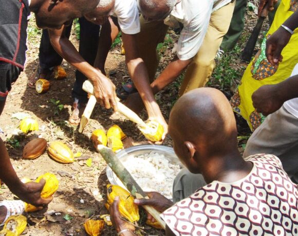The 2026 Sustainable Chocolate Scorecard has been released. Pictured is a group of men kneeling on the ground while opening cocoa pods.