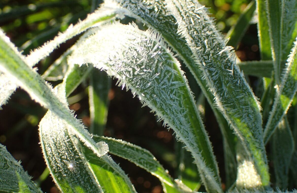 Research from CSIRO has identified changing climate conditions are extending and intensifying the window of time for risk of frost damage. Pictured are green leaves from wheat covered in frost.