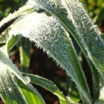 Research from CSIRO has identified changing climate conditions are extending and intensifying the window of time for risk of frost damage. Pictured are green leaves from wheat covered in frost.