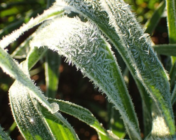 Research from CSIRO has identified changing climate conditions are extending and intensifying the window of time for risk of frost damage. Pictured are green leaves from wheat covered in frost.
