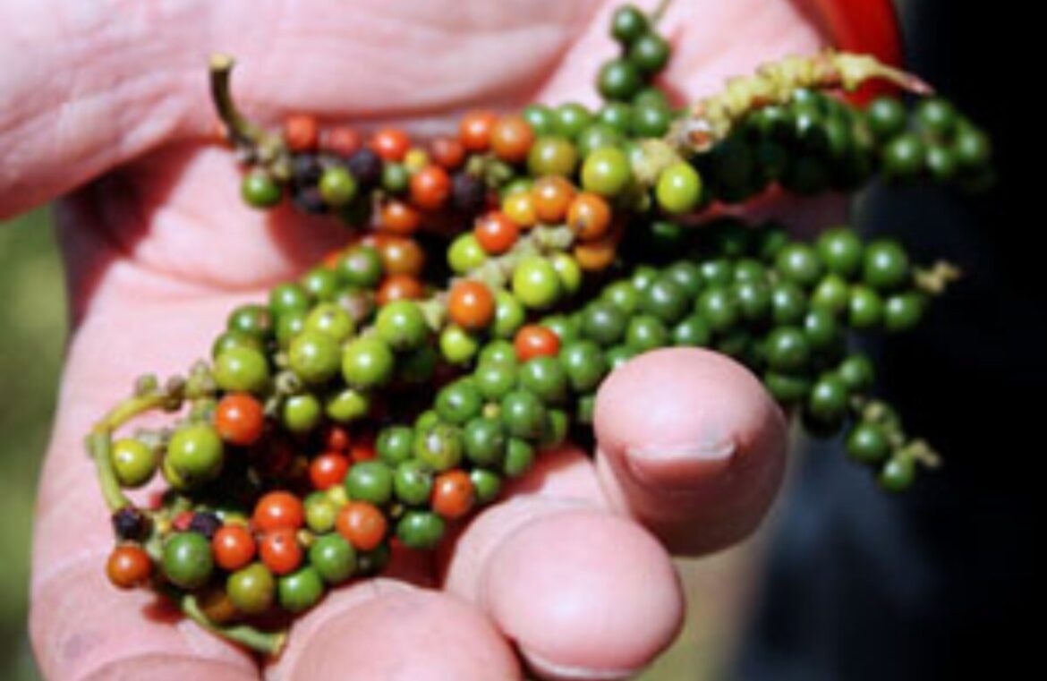 Pepper from L&L Pepperfarms
