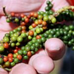Pepper from L&L Pepperfarms