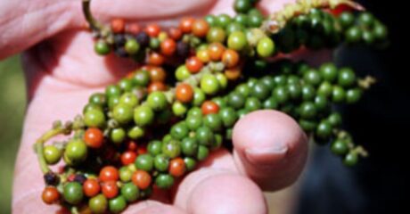 Pepper from L&L Pepperfarms