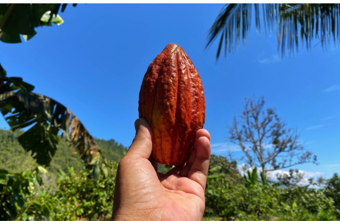 Researchers have uncovered four new genetic varieties of cacao in Peru. Pictured is a ripe cacao pod being held up against a blue sky.