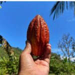 Researchers have uncovered four new genetic varieties of cacao in Peru. Pictured is a ripe cacao pod being held up against a blue sky.