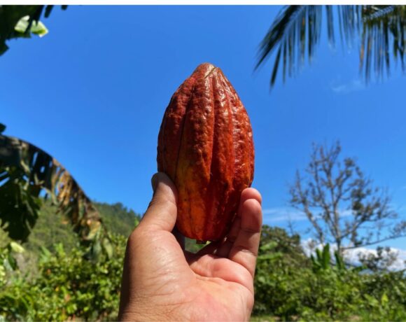 Researchers have uncovered four new genetic varieties of cacao in Peru. Pictured is a ripe cacao pod being held up against a blue sky.