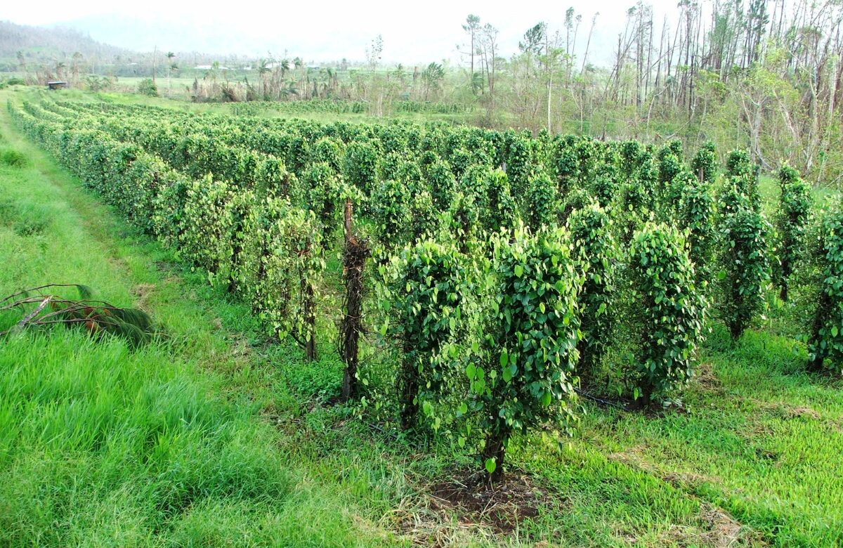 The pepper is picked by hand