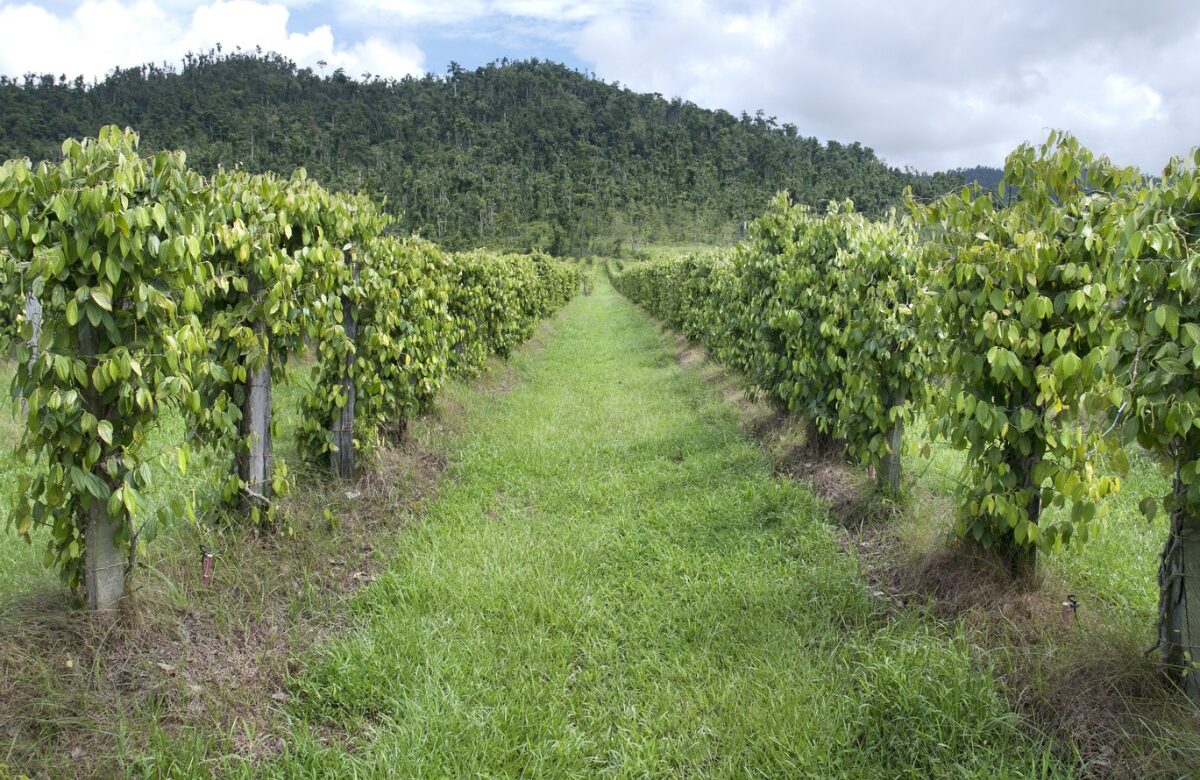 The pepper plants at L&L Pepperfarms
