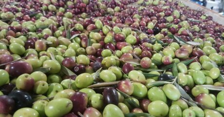Grampians Olive Co has a lengthy history