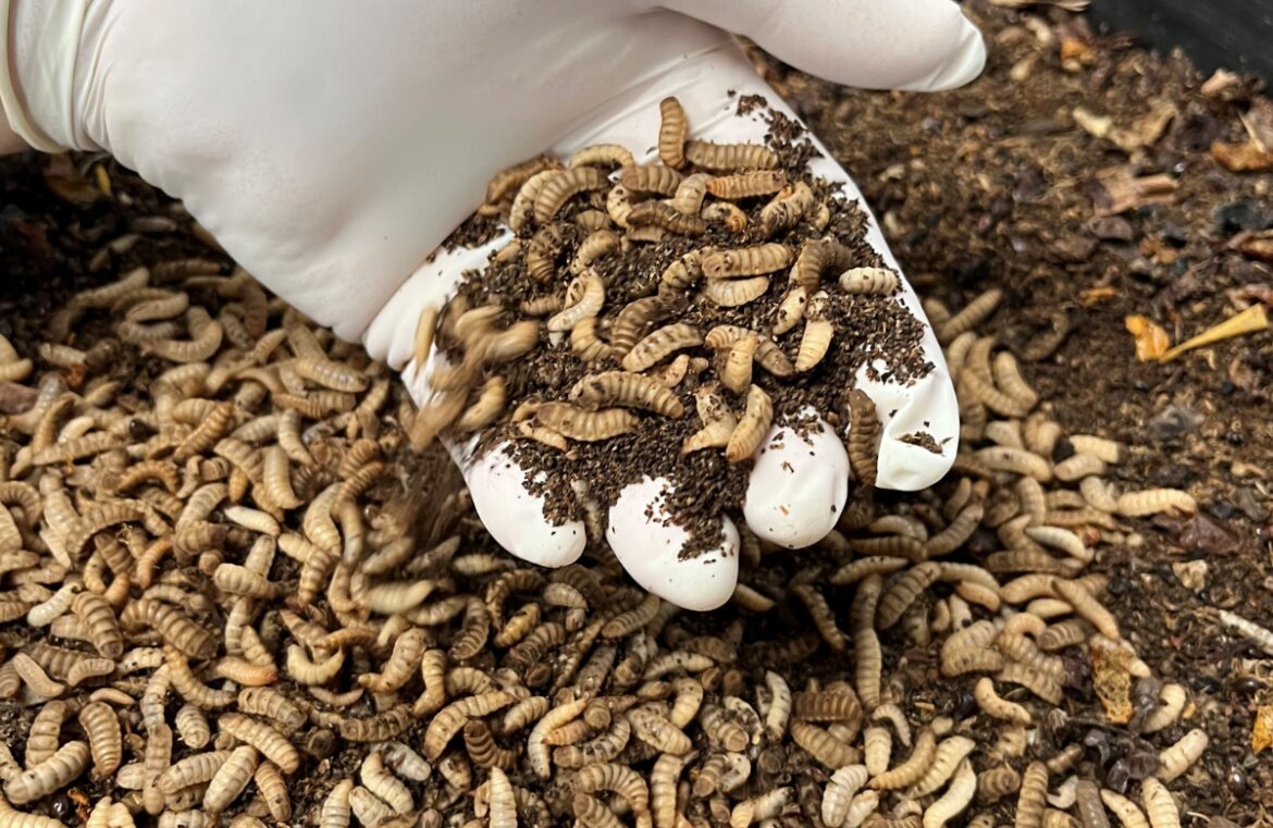 Research from Adelaide University has shown black soldier fly larvae could be a good protein source in the future. Pictured is a hand in a white latex glove. It's reaching into compost bin full of brown dirt and fly larvae