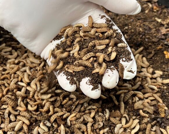 Research from Adelaide University has shown black soldier fly larvae could be a good protein source in the future. Pictured is a hand in a white latex glove. It's reaching into compost bin full of brown dirt and fly larvae