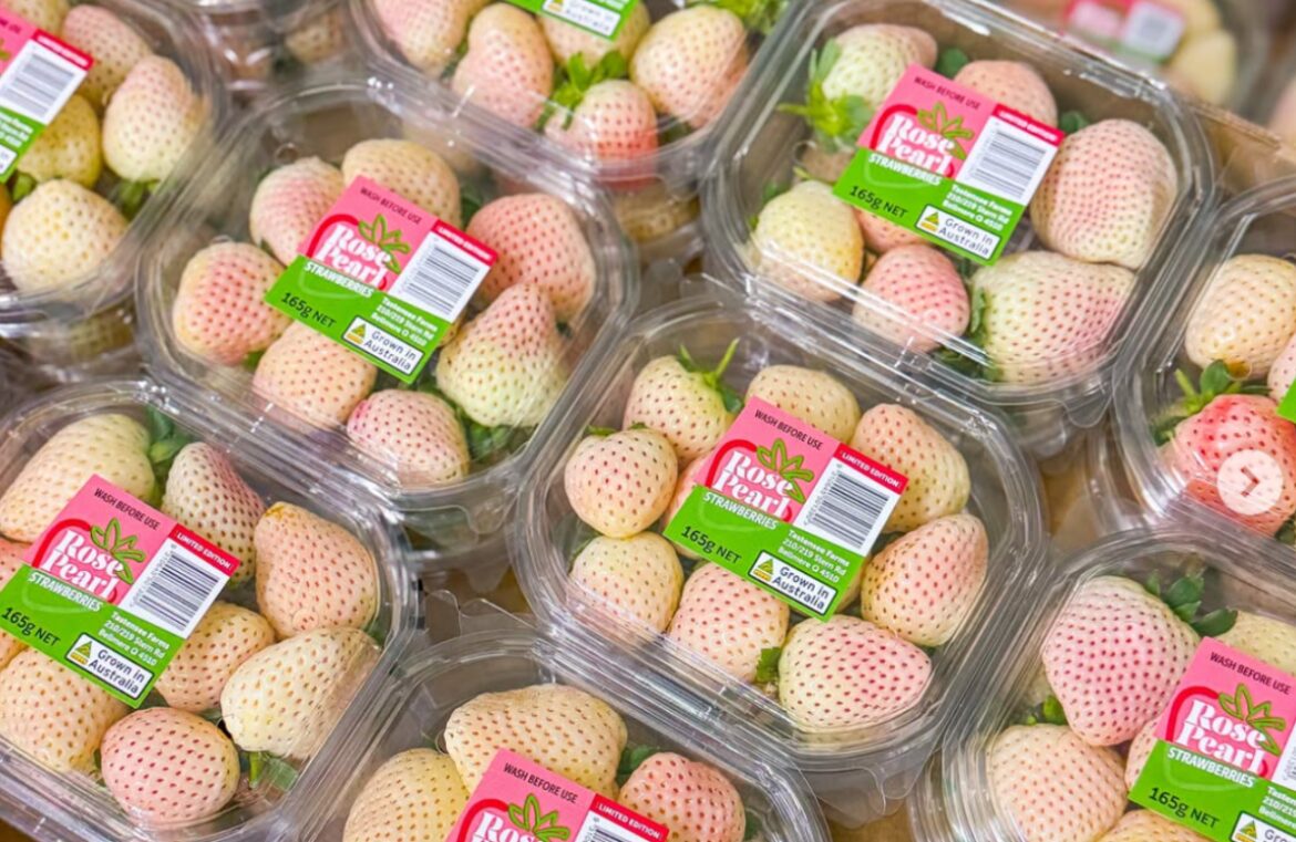 A new variety of white and blush strawberries has been developed