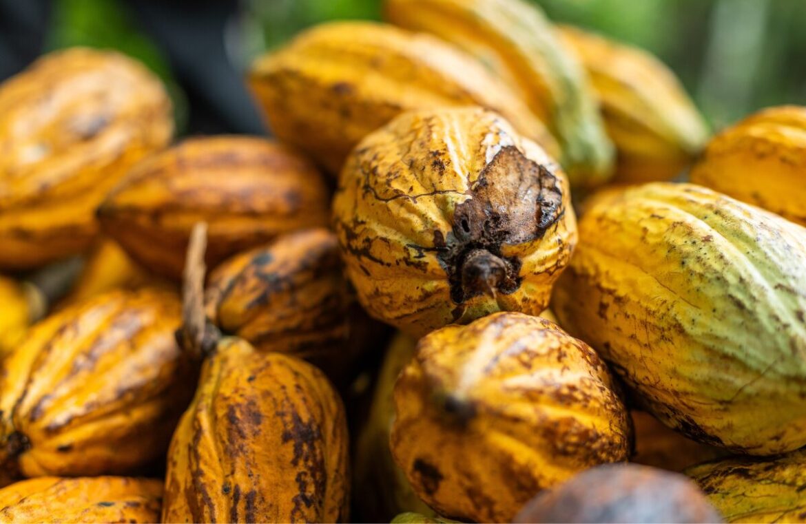 Cacao pods. Research from UQ has shown microbes could give Australian chocolate an edge