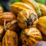 Cacao pods. Research from UQ has shown microbes could give Australian chocolate an edge