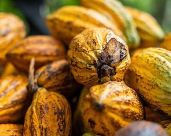 Cacao pods. Research from UQ has shown microbes could give Australian chocolate an edge