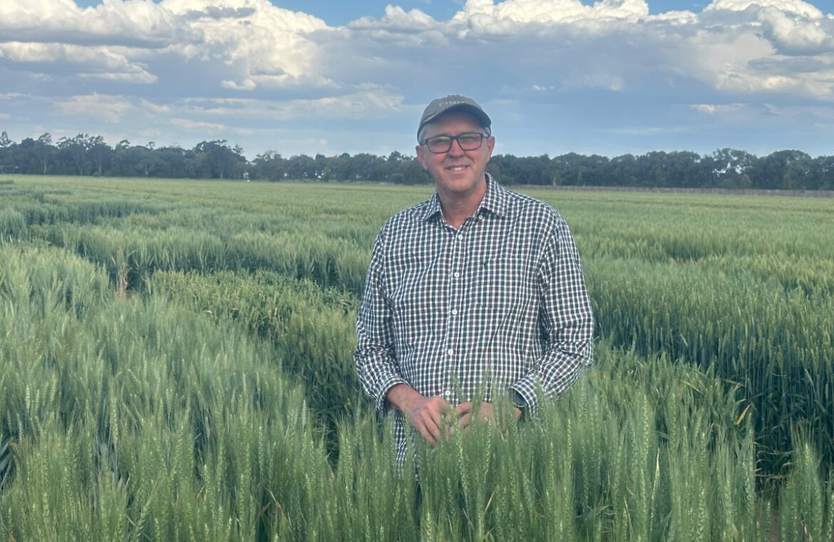 Dr Greg Rebetzke in a field of Hurdle wheat