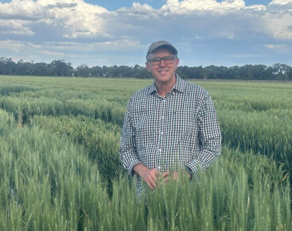 Dr Greg Rebetzke in a field of Hurdle wheat