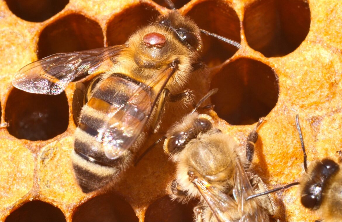 A honeybee with a varroa mite. Research from University of Sunshine Coast has found spider venom could be an effective treatment in the battle against the mites