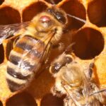 A honeybee with a varroa mite. Research from University of Sunshine Coast has found spider venom could be an effective treatment in the battle against the mites